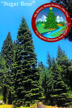 Sugar Bear - the U.S. Capital Christmas Tree for 2021 from Del Norte and Humboldt Counties Six Rivers National Forest