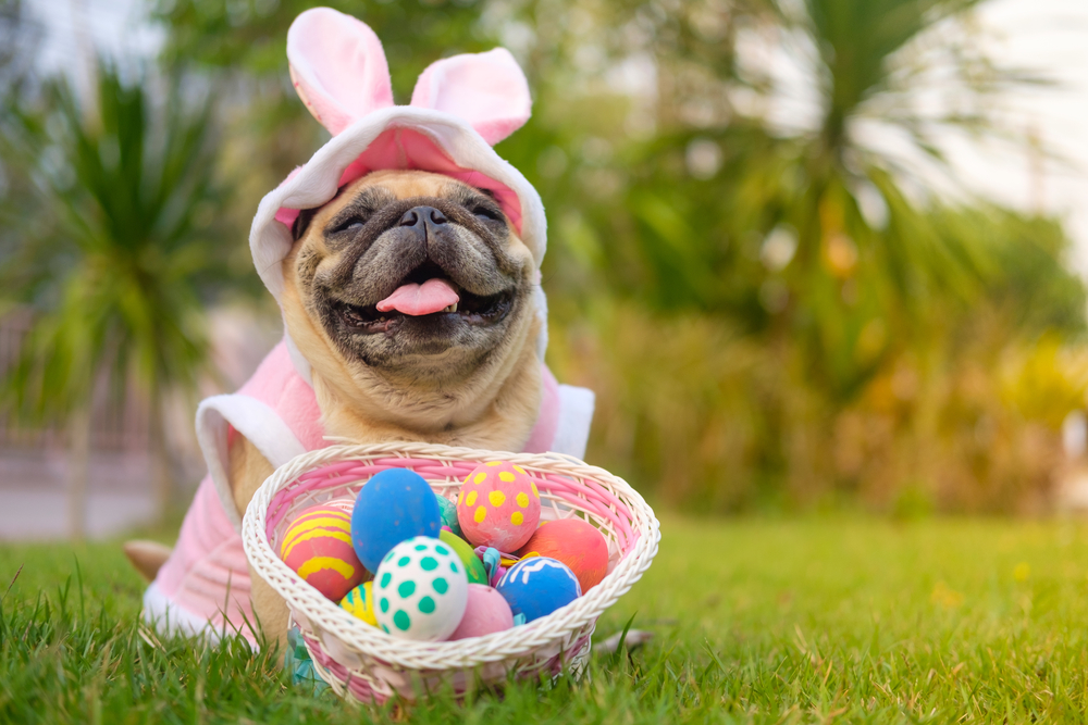 Easter Dog
