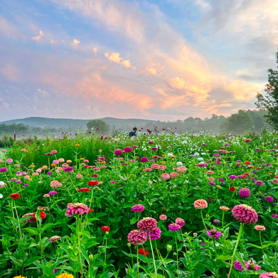 Sophies Posies Flower Farm