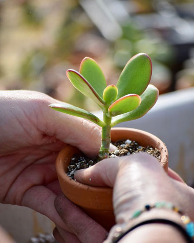 botanical gardens ozarks succulent fayetteville ar