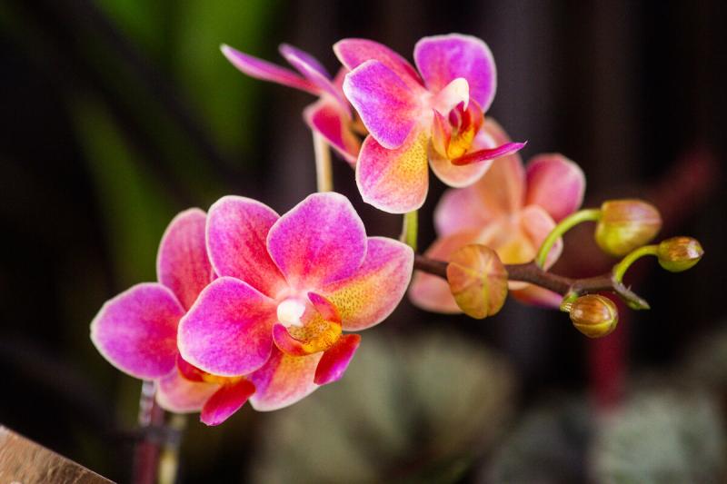 Orchid-Show-Experience-Fayetteville-9170---EF-Full-Article