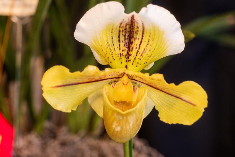 Orchid-Show-Experience-Fayetteville-9186---EF-Full-Article