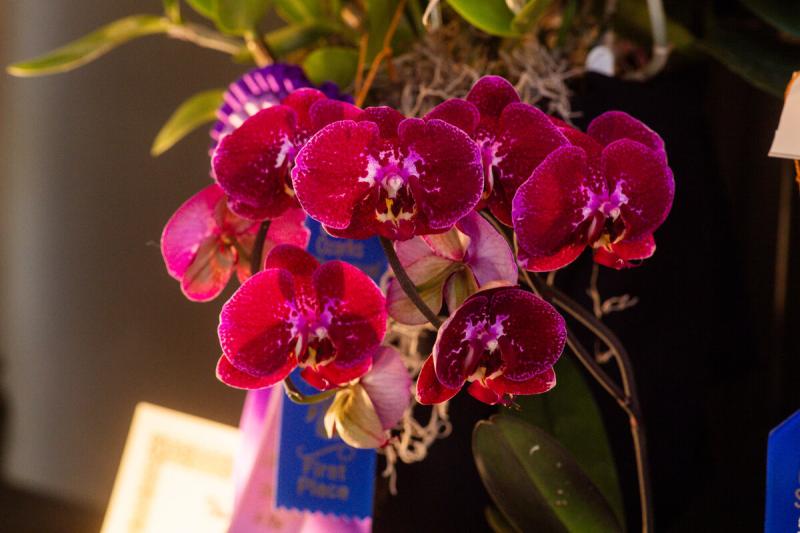 Orchid-Show-Experience-Fayetteville-9280---EF-Full-Article