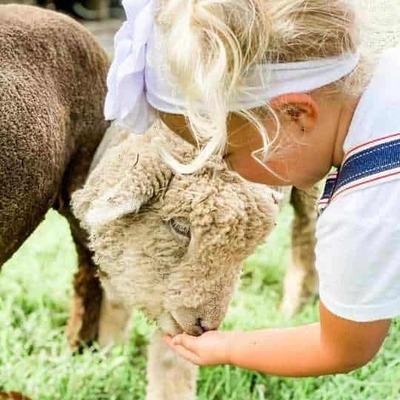girl petting sheep mae farm fayettevillear 1