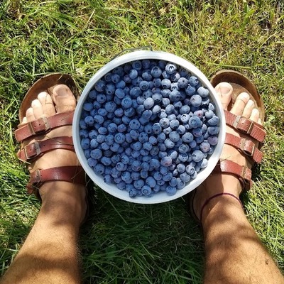 sta n step blueberryfarm fayettevillear 1