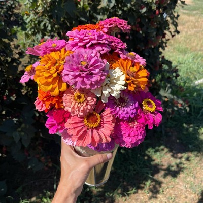 zinnias rivercrest orchard fayettevillear 1